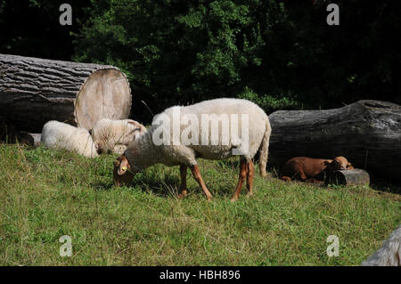 Ovis Gmelini Aries, Coburger Fuchs Schafe Stockfoto