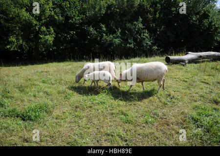 Ovis Gmelini Aries, Coburger Fuchs Schafe Stockfoto