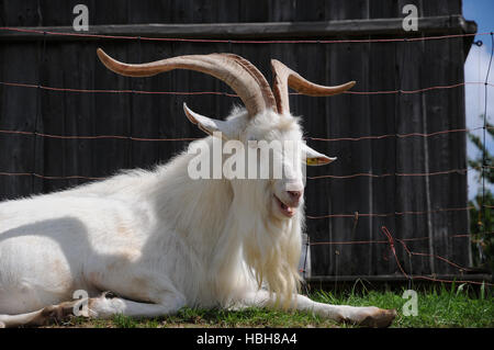 Capra Aegagrus Hircus, Hausziege Stockfoto