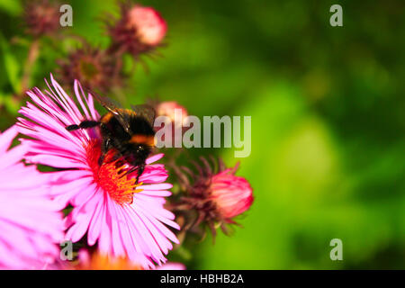 Hummel sitzt auf der aster Stockfoto