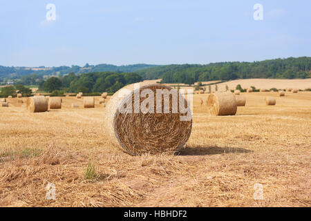 Gerollte Heu in einem Feld Stockfoto