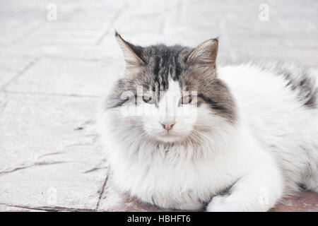Streunende Katze in die Kamera schaut. Hautnah. Stockfoto