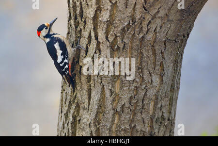 Große Männchen Specht (Dendrocopos großen) am Baum Brunch gesichtet Stockfoto