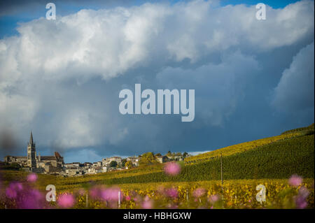 Weinberge von Saint Emilion, Weinberge von Bordeaux, Frankreich Stockfoto