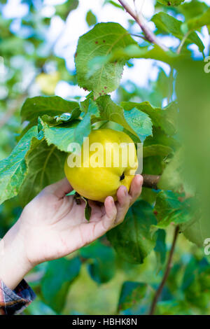 Halten einen frisch gepflückten, grünen Apfel in einem Obstgarten Stockfoto