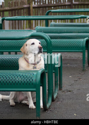 Weißer Labrador Stockfoto