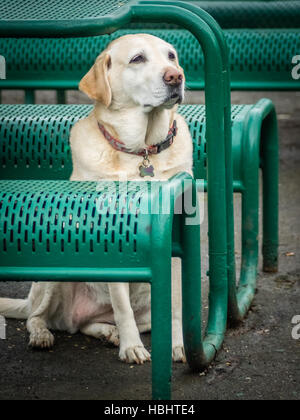 Weißer Labrador Stockfoto