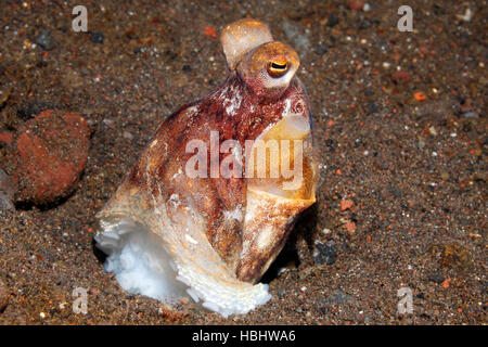 Tag Krake, Octopus Cyanea, ca. 6cm in der Höhe, möglicherweise ein Fangschreckenkrebs imitiert. Stockfoto