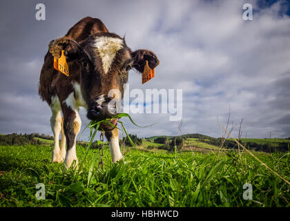 Kuh auf der Weide Stockfoto