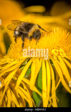Bee Pollen sammeln Stockfoto