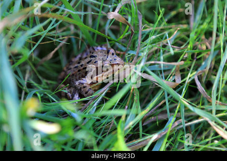 Frosch, Rana Arvalis anlegen Stockfoto