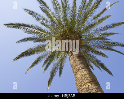 Palme Stockfoto