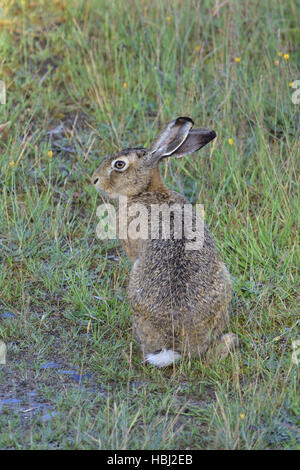 Feldhase Stockfoto