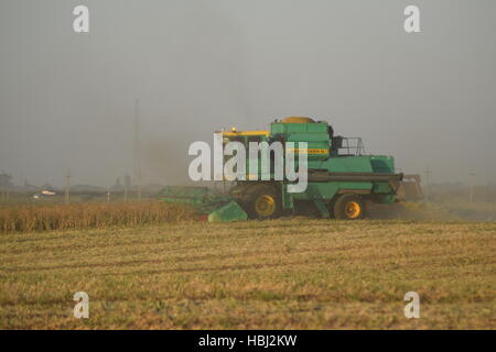 Soja-Ernte von verbindet im Feld. Stockfoto