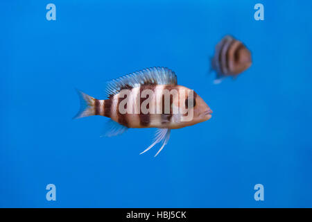 Frontosa Fische mit Streifen im Wasser Stockfoto