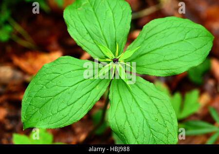 Einbeere, True-Liebhaber Knoten, Stockfoto