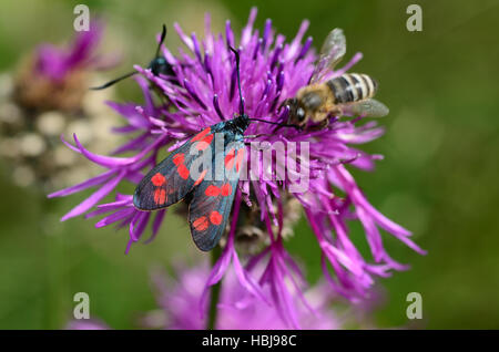 sechs-Spot Burnet, Schmetterling, Stockfoto