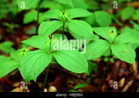 Einbeere, True-Liebhaber Knoten, Stockfoto