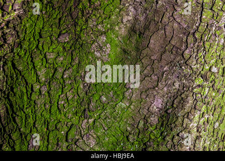 Baum-Rinde-Textur Stockfoto