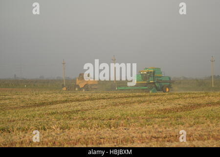 Soja-Ernte von verbindet im Feld. Stockfoto