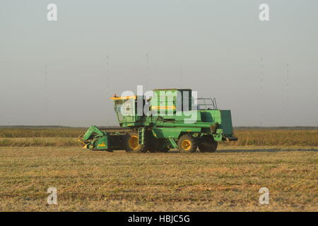 Soja-Ernte von verbindet im Feld. Stockfoto