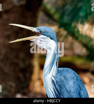 Trauerschnäpper Heron putzen Stockfoto