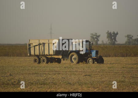 Soja-Ernte von verbindet im Feld. Stockfoto