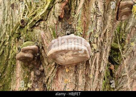 Zunderschwamm auf einer Baumrinde Stockfoto