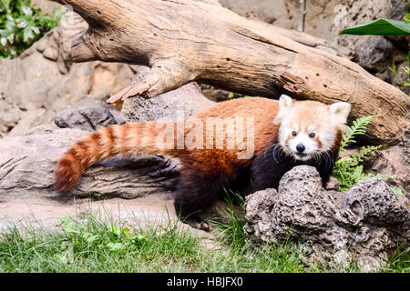 Roter Panda Firefox Säugetier Tier Stockfoto