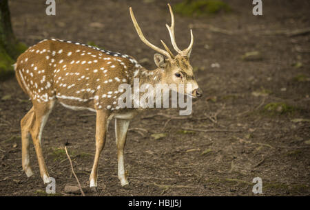 Axishirsche Buck-Profil-Bild Stockfoto