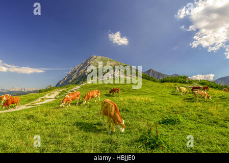 Rinder auf der Alp Stockfoto