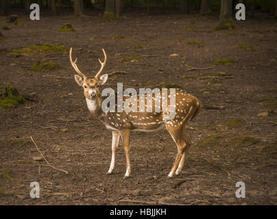 Gefleckte Rehe männlichen Profil-Bild Stockfoto