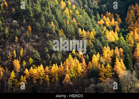 Der Kontrast zwischen Lärchen und Kiefern in Herbstsaison Stockfoto