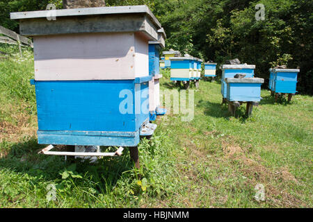 Voller Woorking Bienen Waben Stockfoto