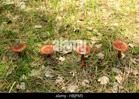 Pilze Pilz wächst in der Zeile Stockfoto