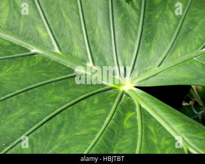 Riesen-Taro oder Elefanten Ohr Taro Stockfoto