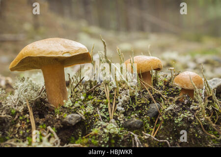 Pilz Suillus Bovinus wächst im august Stockfoto