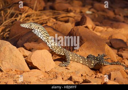 Eine juvenile Perentie Eidechse (Varanus Giganteus) in den roten Felsen von Kata Tjuta in Northern Territory, Australien. Stockfoto