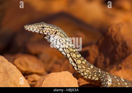 Eine juvenile Perentie Eidechse (Varanus Giganteus) in den roten Felsen von Kata Tjuta in Northern Territory, Australien. Stockfoto