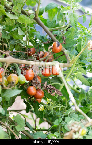 Ein paar faule Tomaten auf Bauernhof Stockfoto