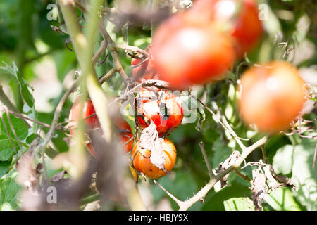 Eine Reihe von faulen Kirschtomaten auf Bauernhof mit einer Fliege auf sie lecken Stockfoto