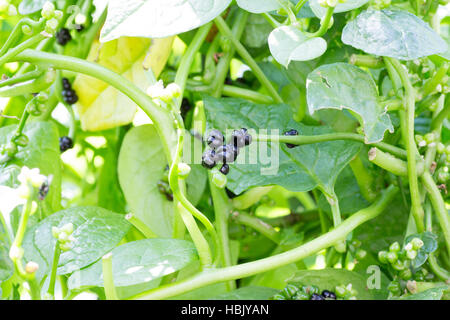 Eine Handvoll Beeren des japanischen Malabar Spinat auch bekannt als Tsurumurasaki Stockfoto