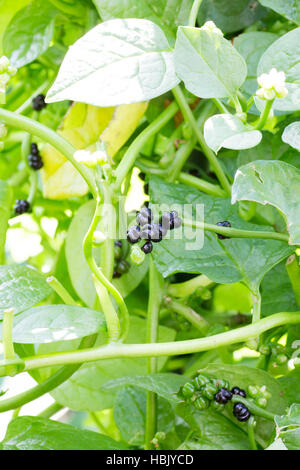 Eine Handvoll Beeren des japanischen Malabar Spinat auch bekannt als Tsurumurasaki Stockfoto