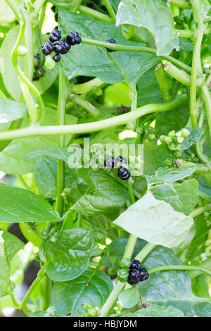 Eine Handvoll Beeren des japanischen Malabar Spinat auch bekannt als Tsurumurasaki Stockfoto