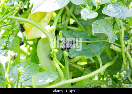 Eine Handvoll Beeren des japanischen Malabar Spinat auch bekannt als Tsurumurasaki Stockfoto