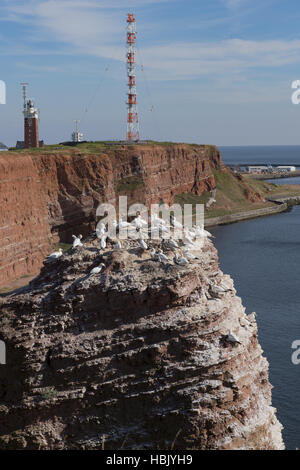 Basstölpel auf der Insel Helgoland Stockfoto