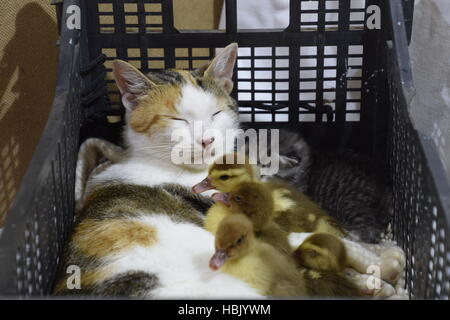 Katze Pflegemutter für die Entenküken Stockfoto