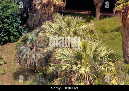 Arboretum von tropischen und subtropischen Pflanzen. Stockfoto