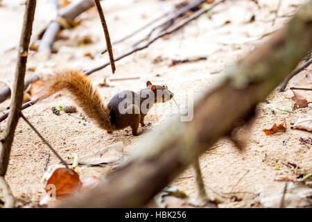 Red-tailed Eichhörnchen / Costa Rica / Cahuita Stockfoto