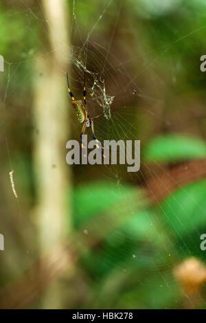 Golden Silk Orb-Weaver / Costa Rica Stockfoto